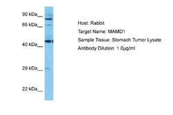 MAMLD1 Rabbit anti-Human, Polyclonal, Novus Biologicals 0.1 mL | Buy Online | Novus Biologicals | Fisher Scientific